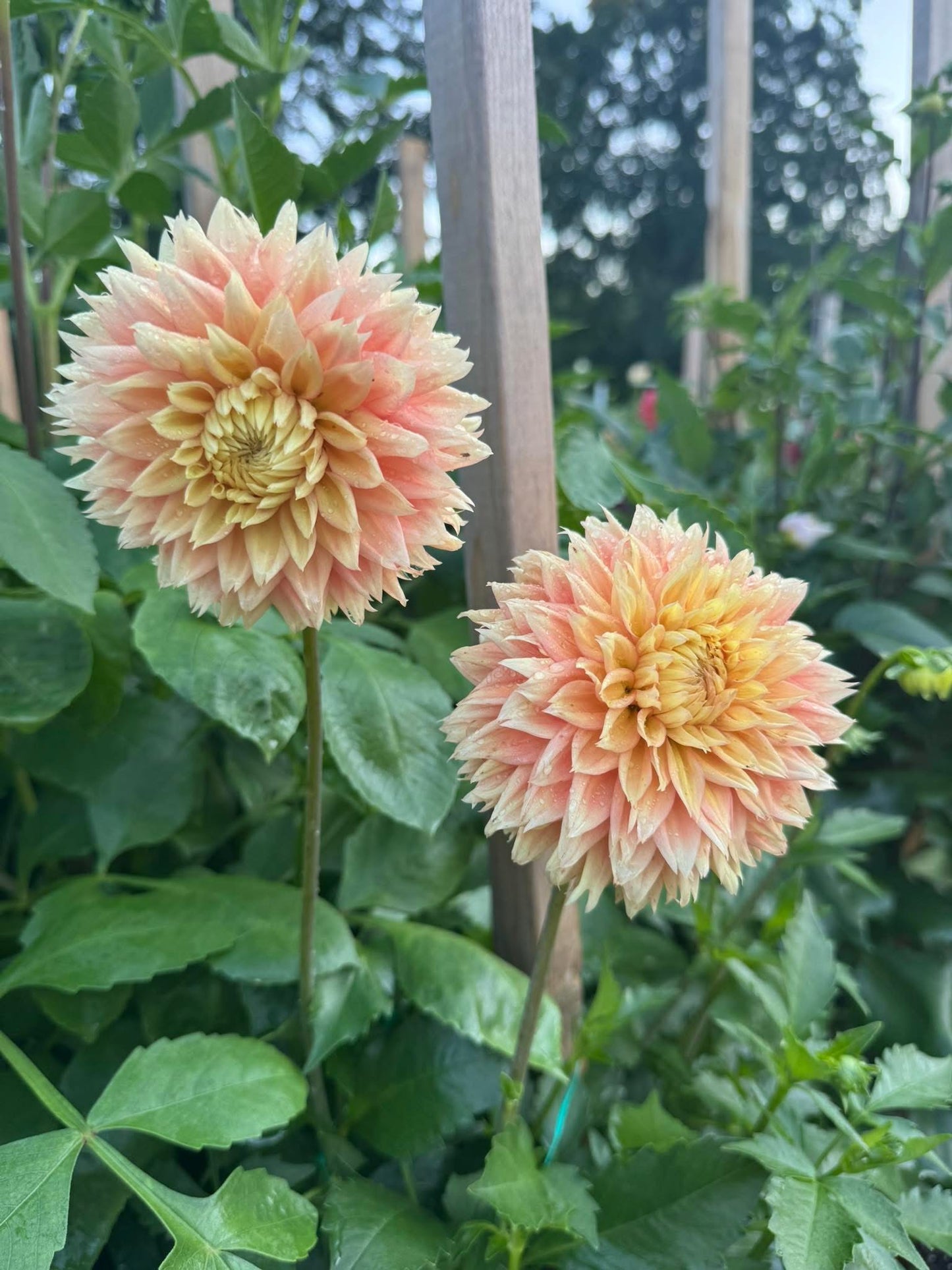 Lee’s Apricot Fizz