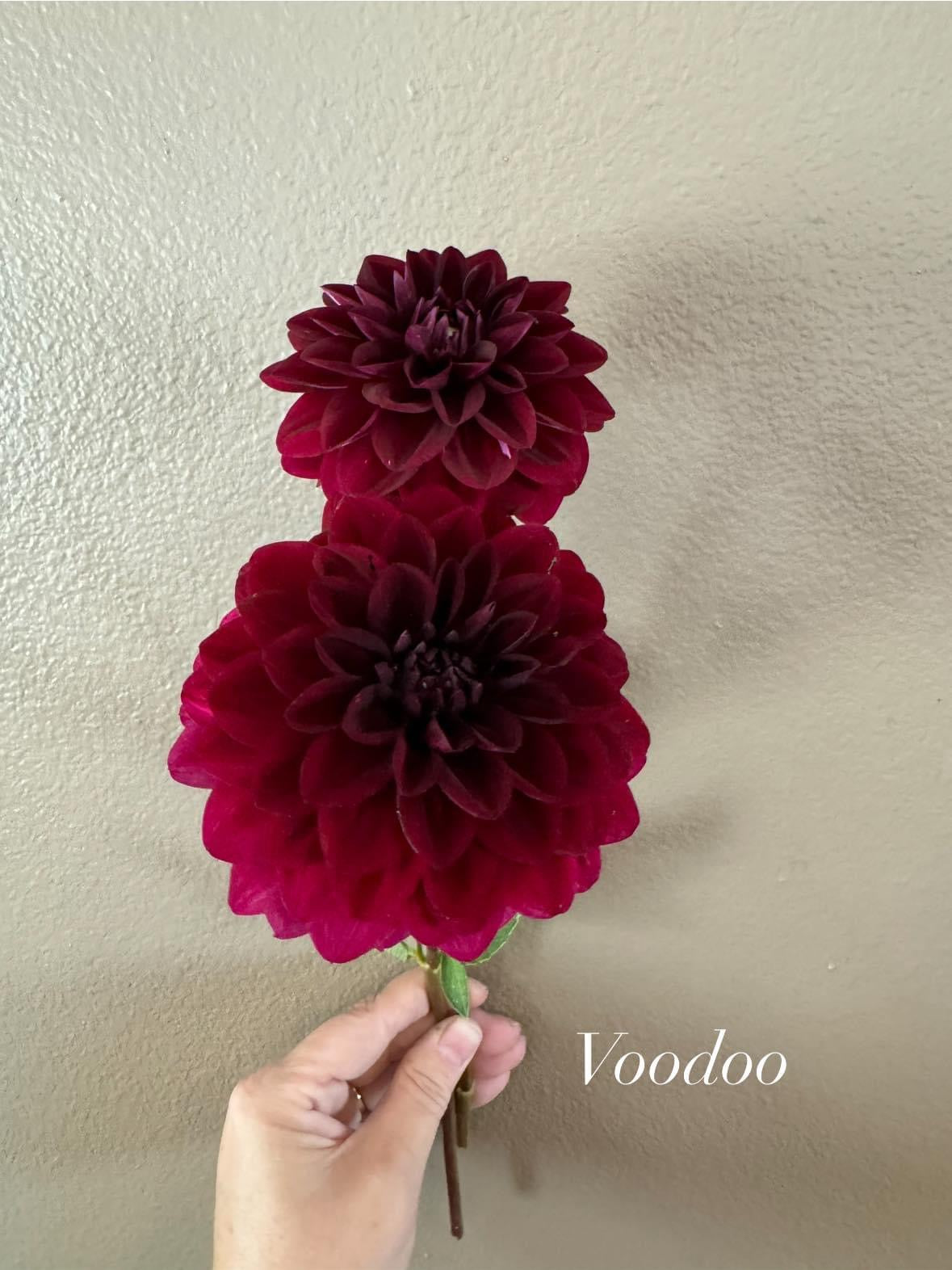 Voodoo
