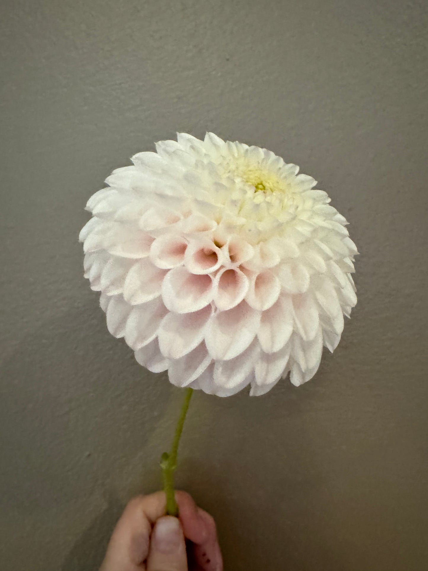 Pink Pearl