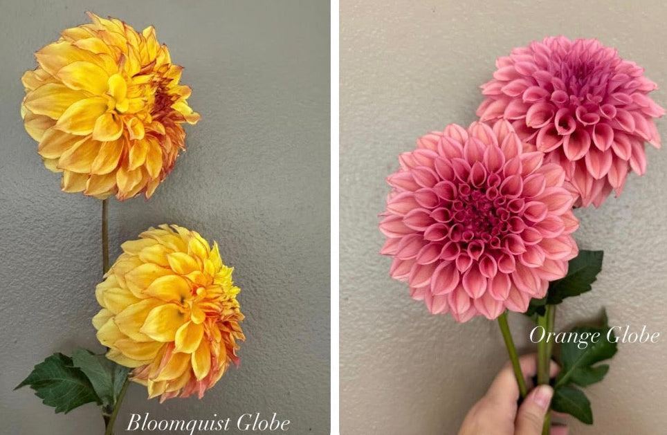 Orange Globe OR Bloomquist Globe (mystery/already discounted)