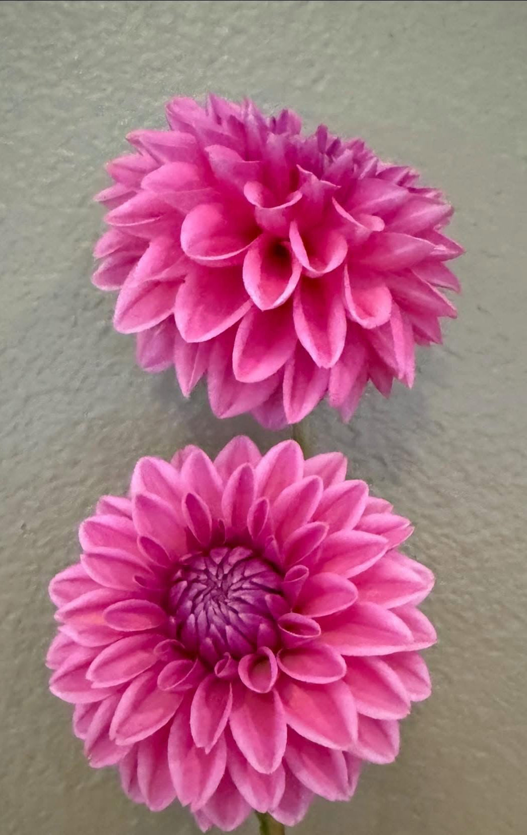 Pink Sylvia