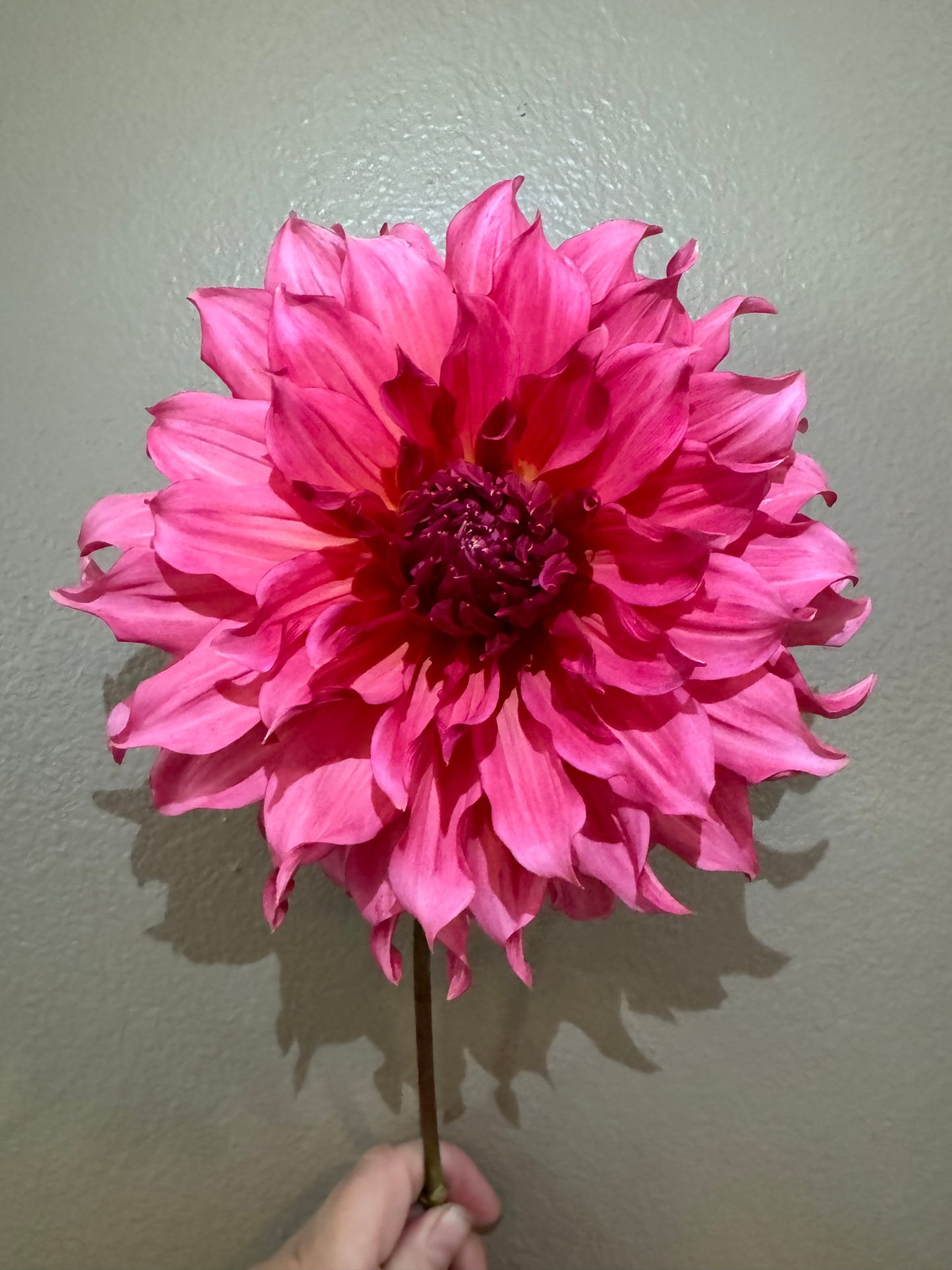 Cafe Au Lait Rose