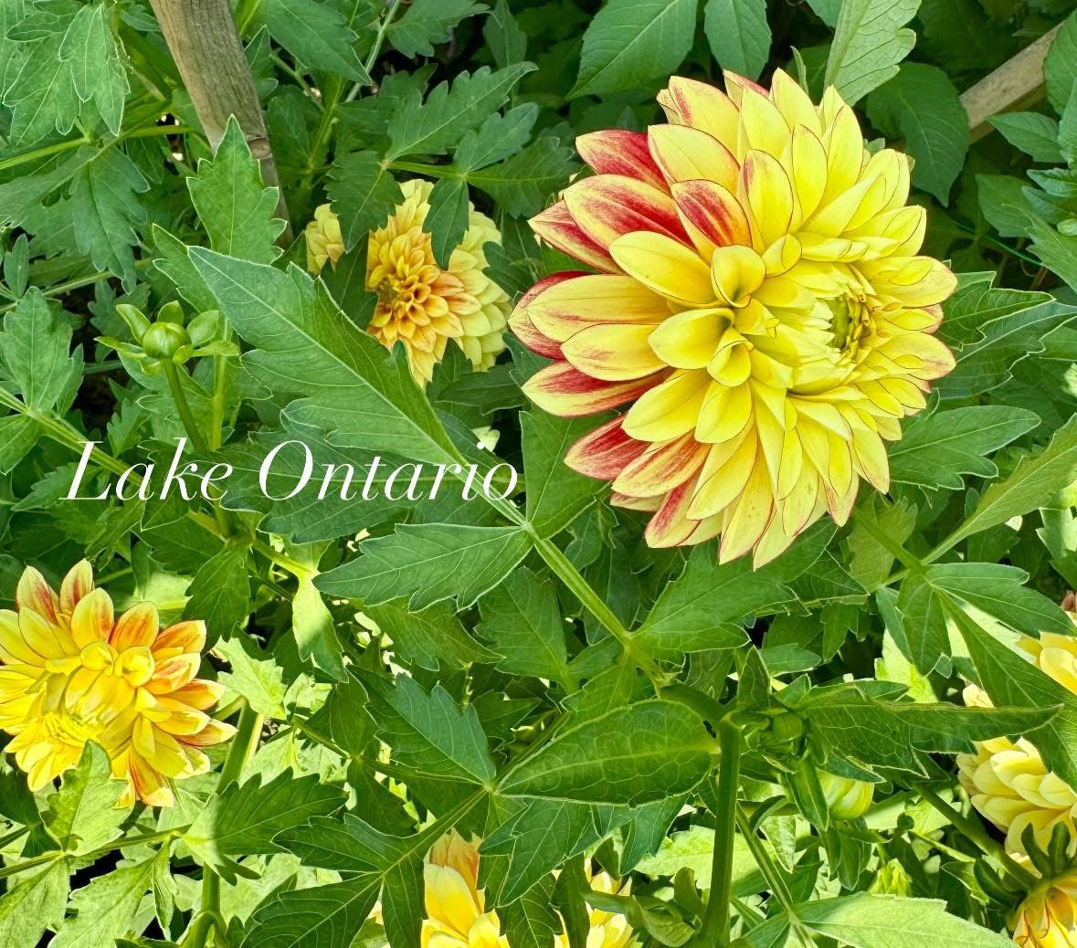 Lake Ontario