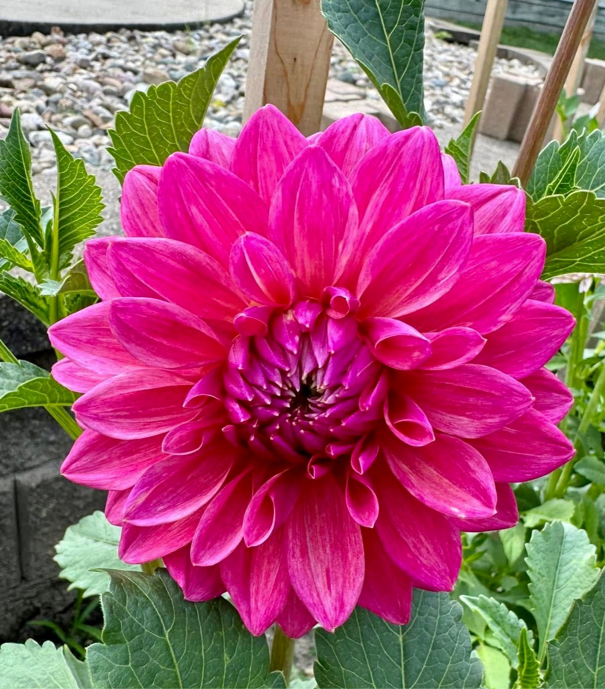 Pink Sylvia