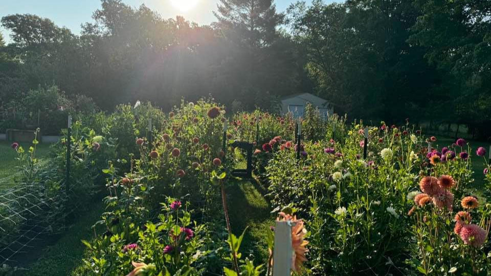 summer meadow dahlia farm in waverly iowa