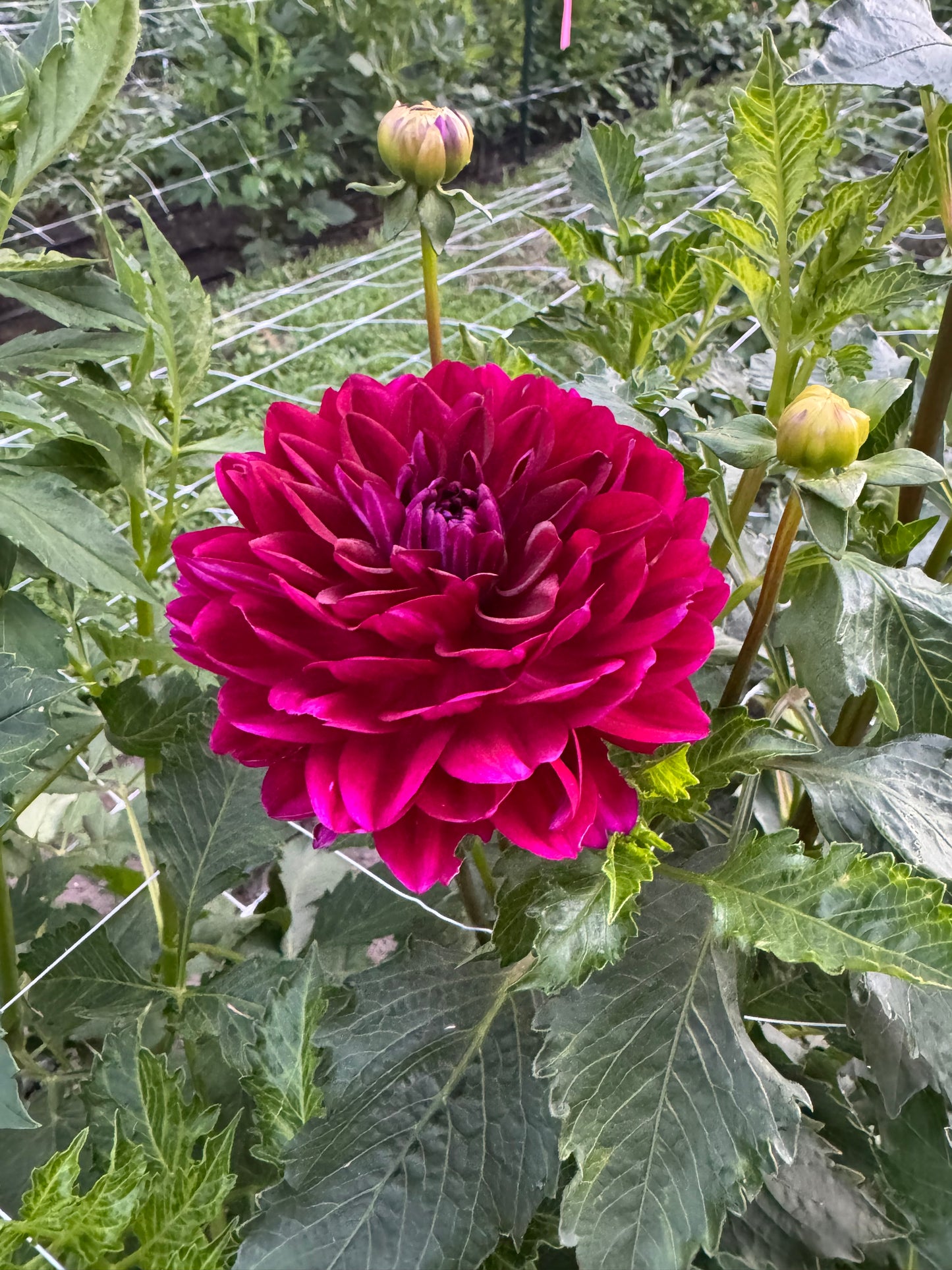Sandia Bertha