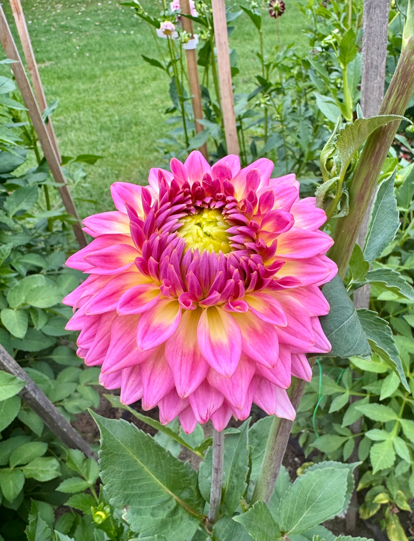 Bloomquist Parasol