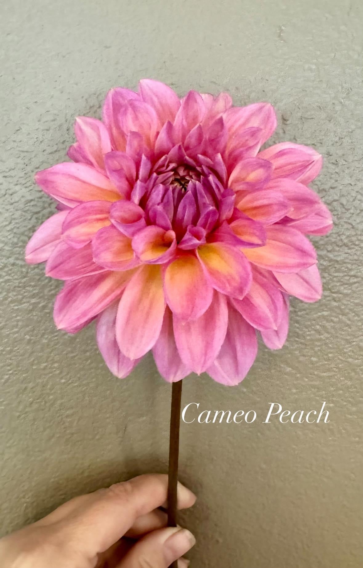 Cameo Peach
