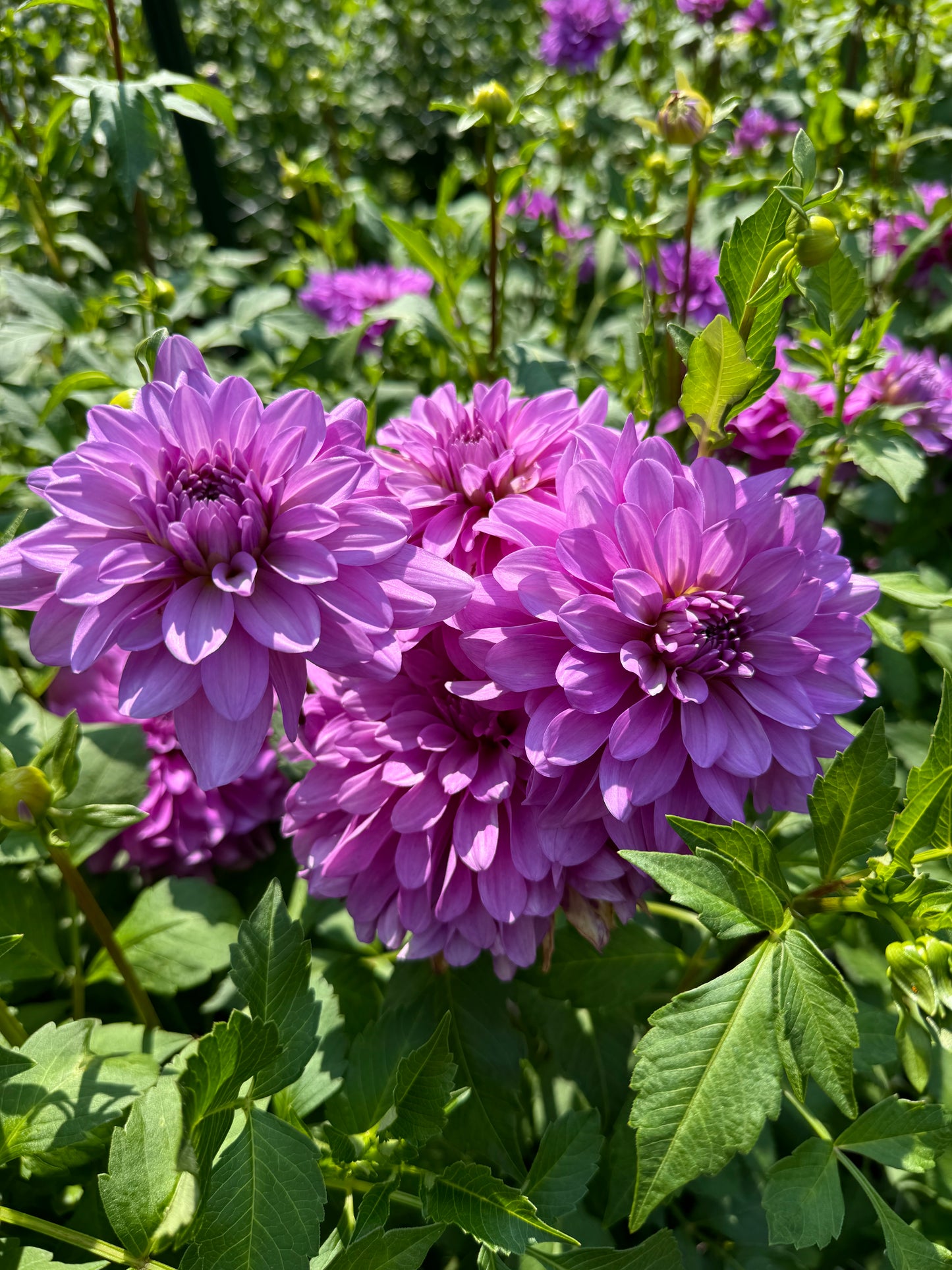 Bluetiful