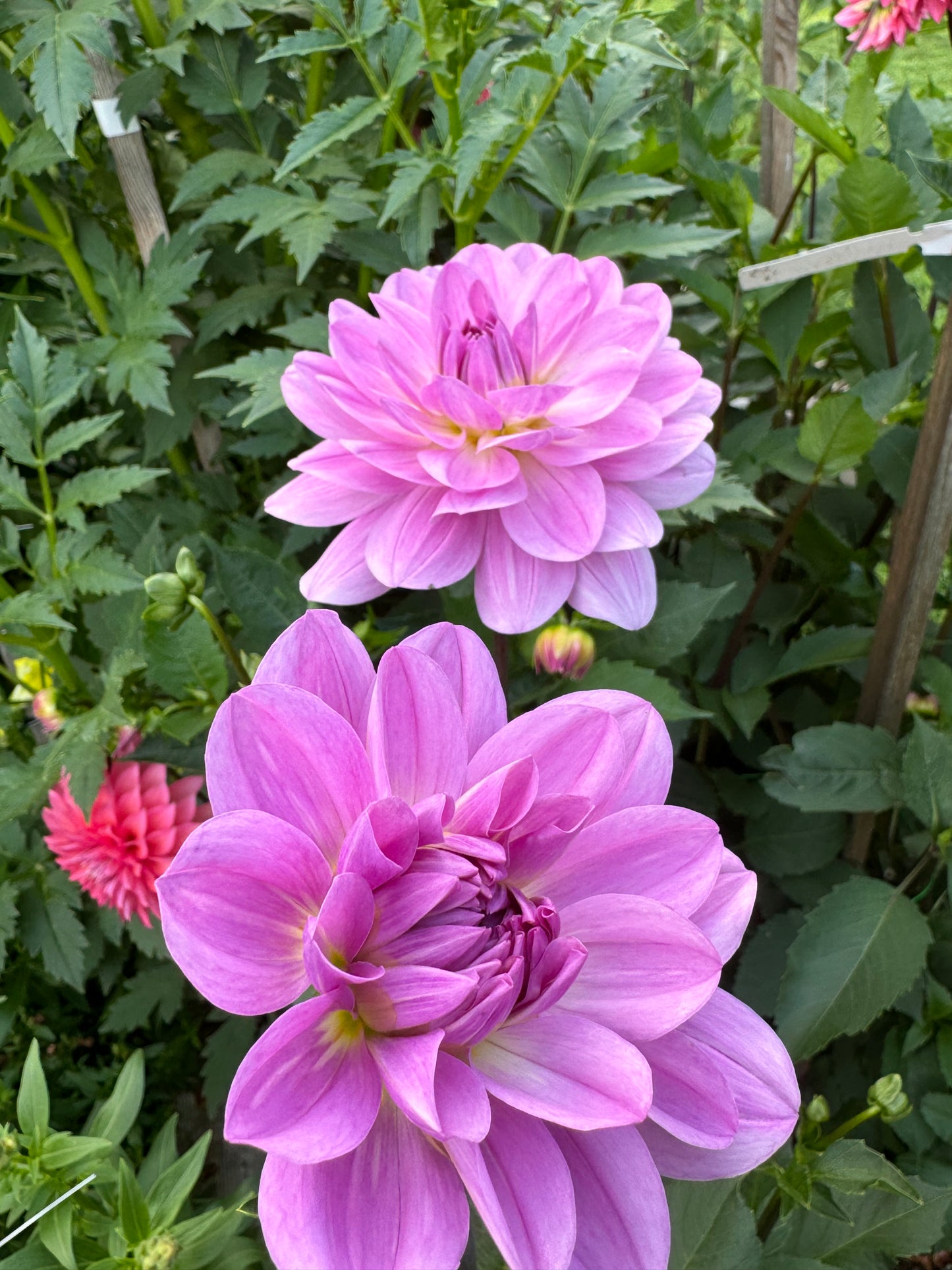 Sandia Shomei