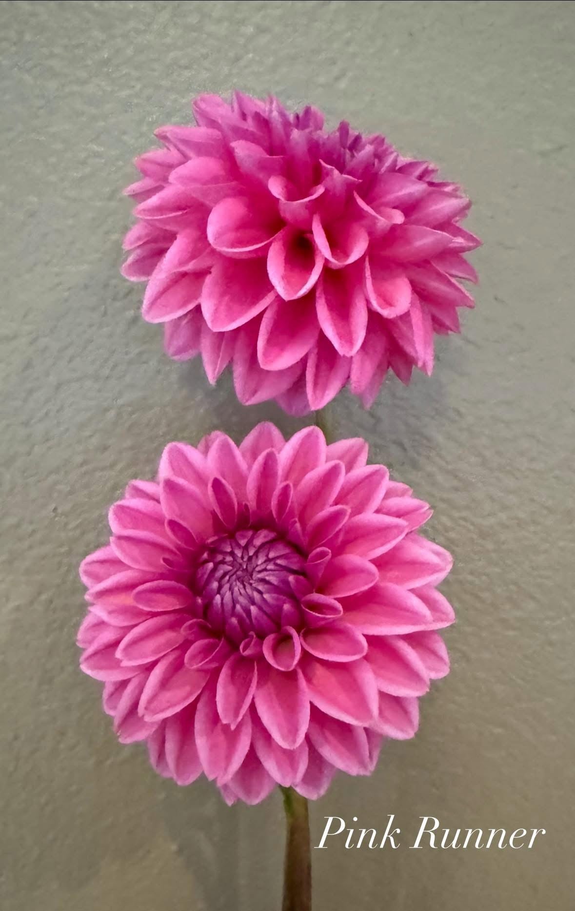 Pink Runner