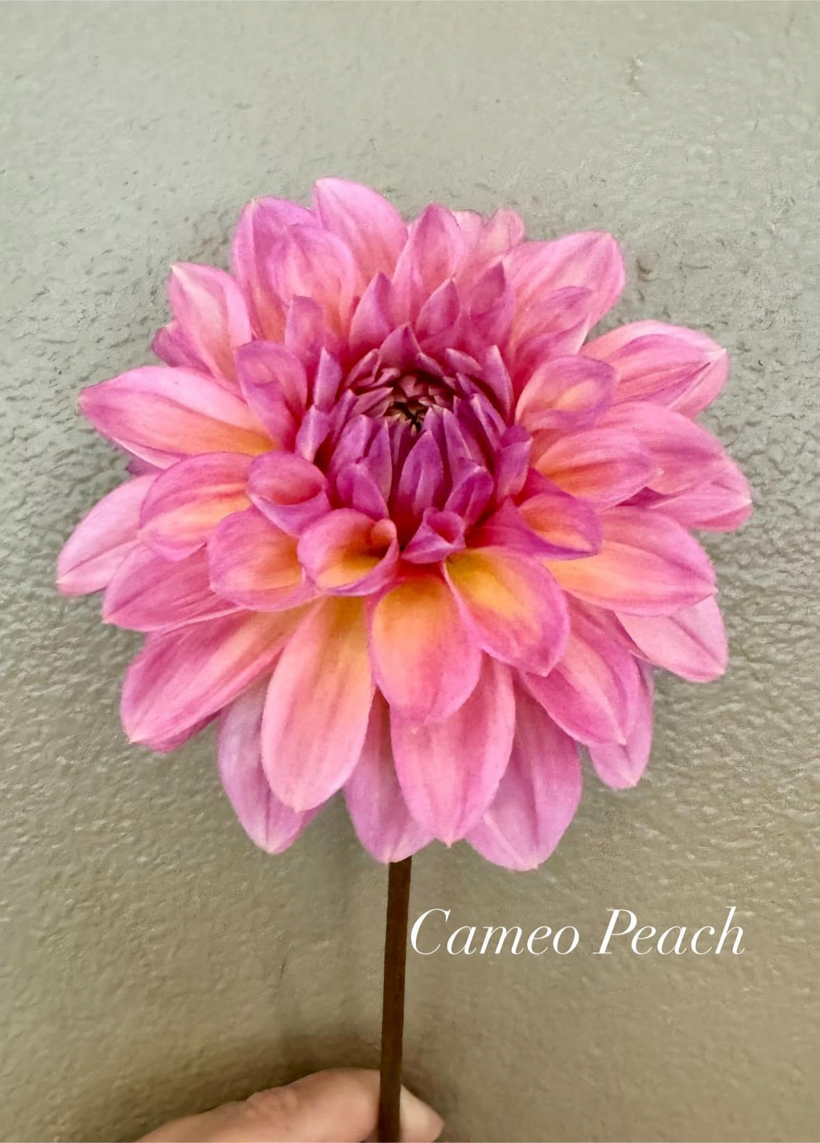 Cameo Peach