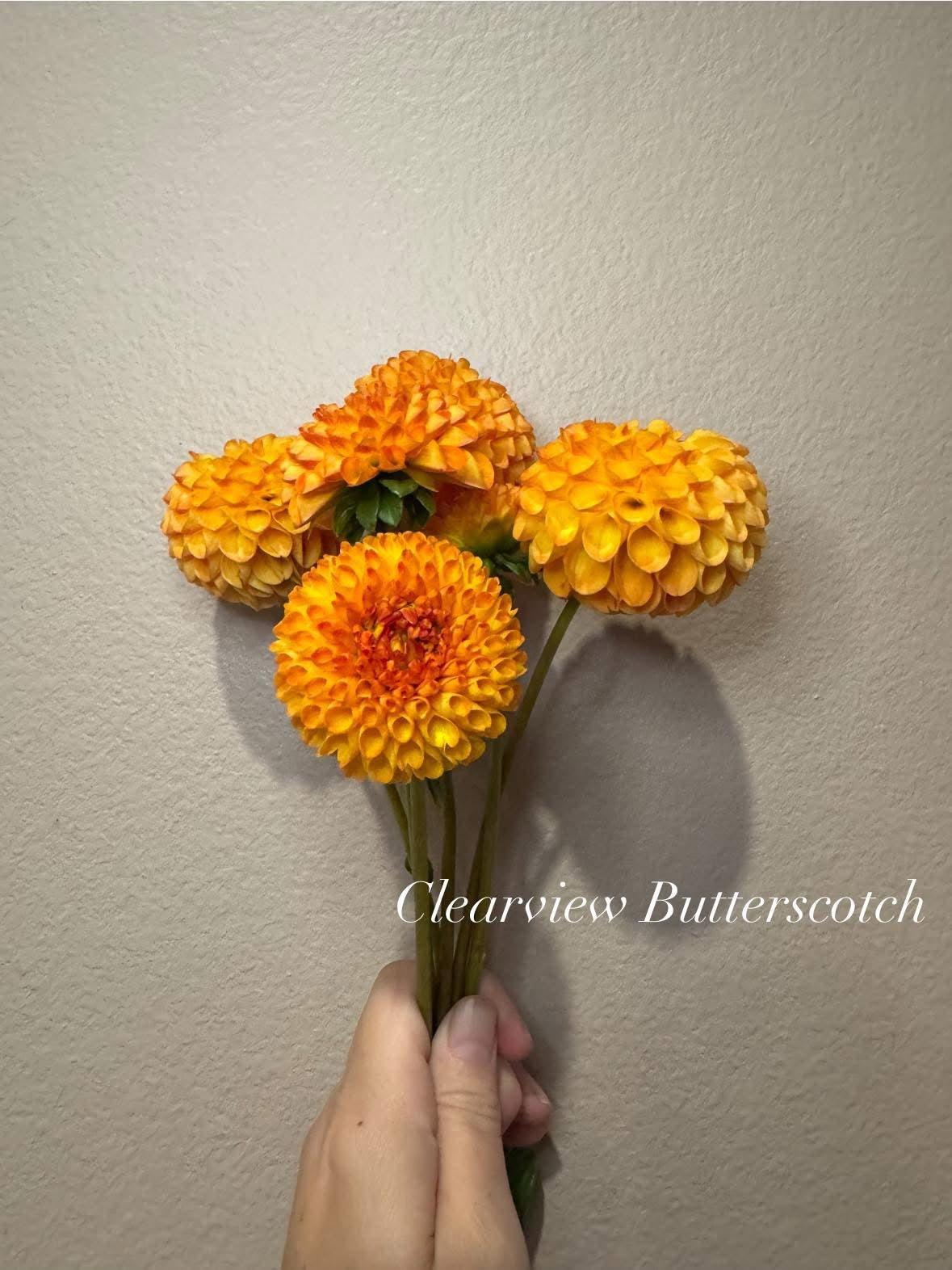 Clearview Butterscotch