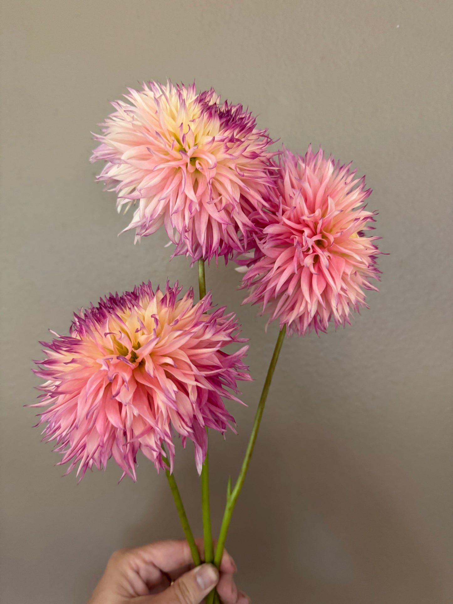 Pineland’s Princess