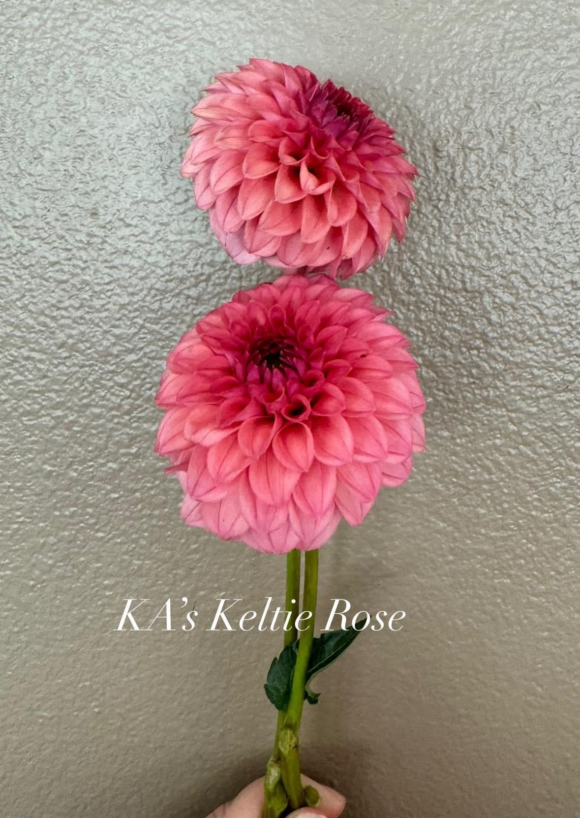 KA's Keltie Rose