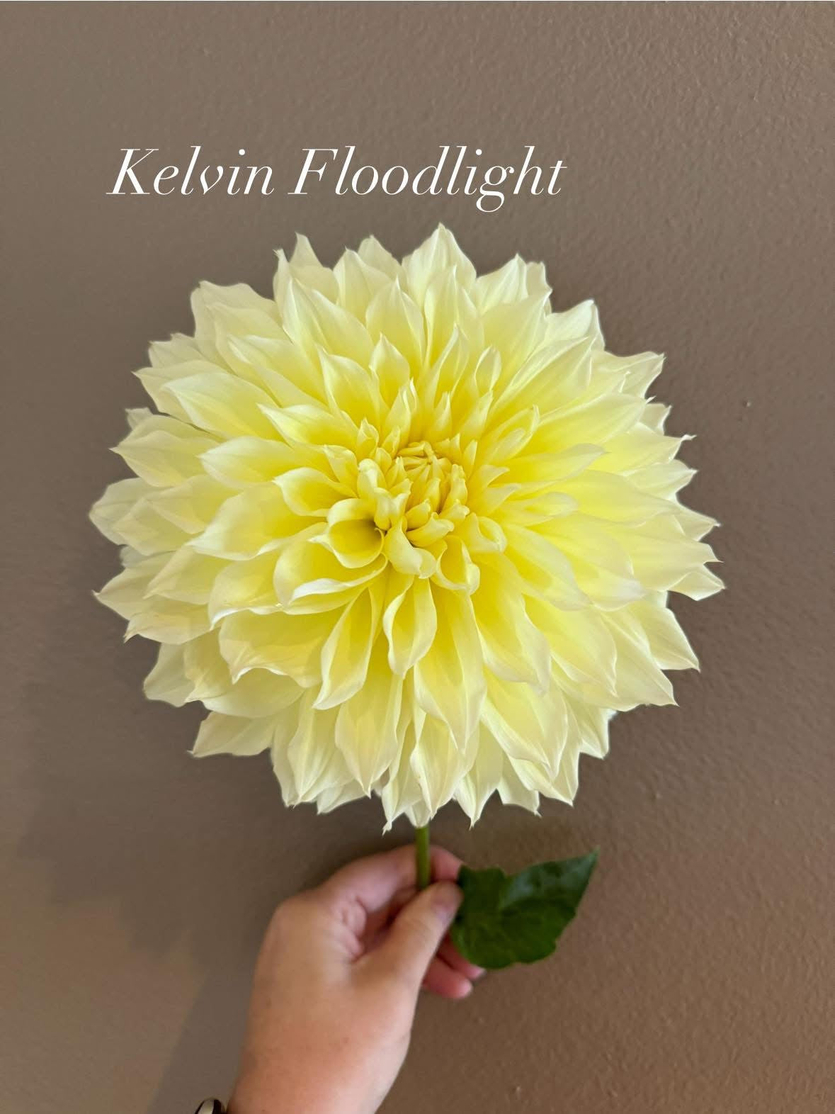 Kelvin Floodlight