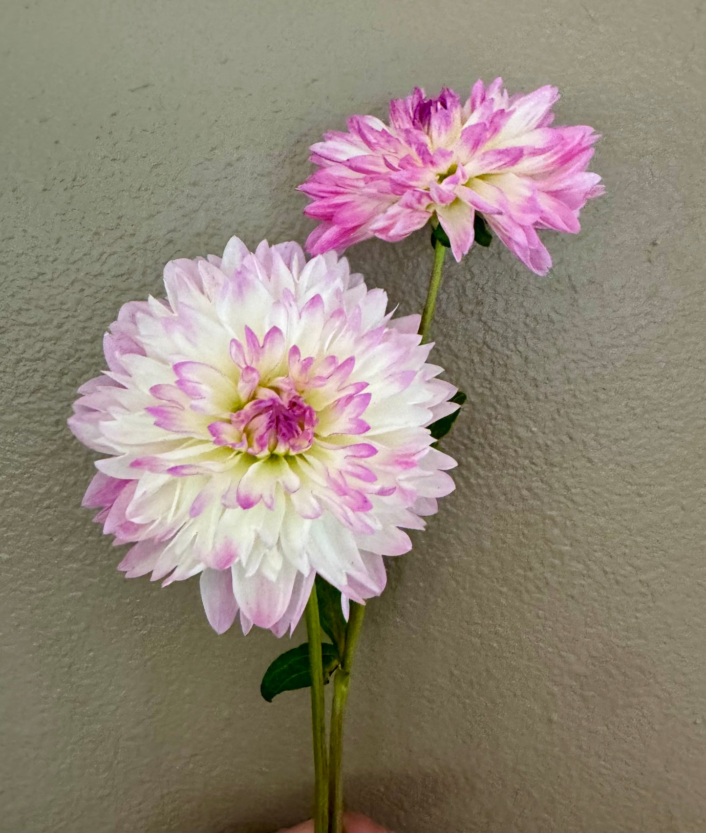 Sandia Melody