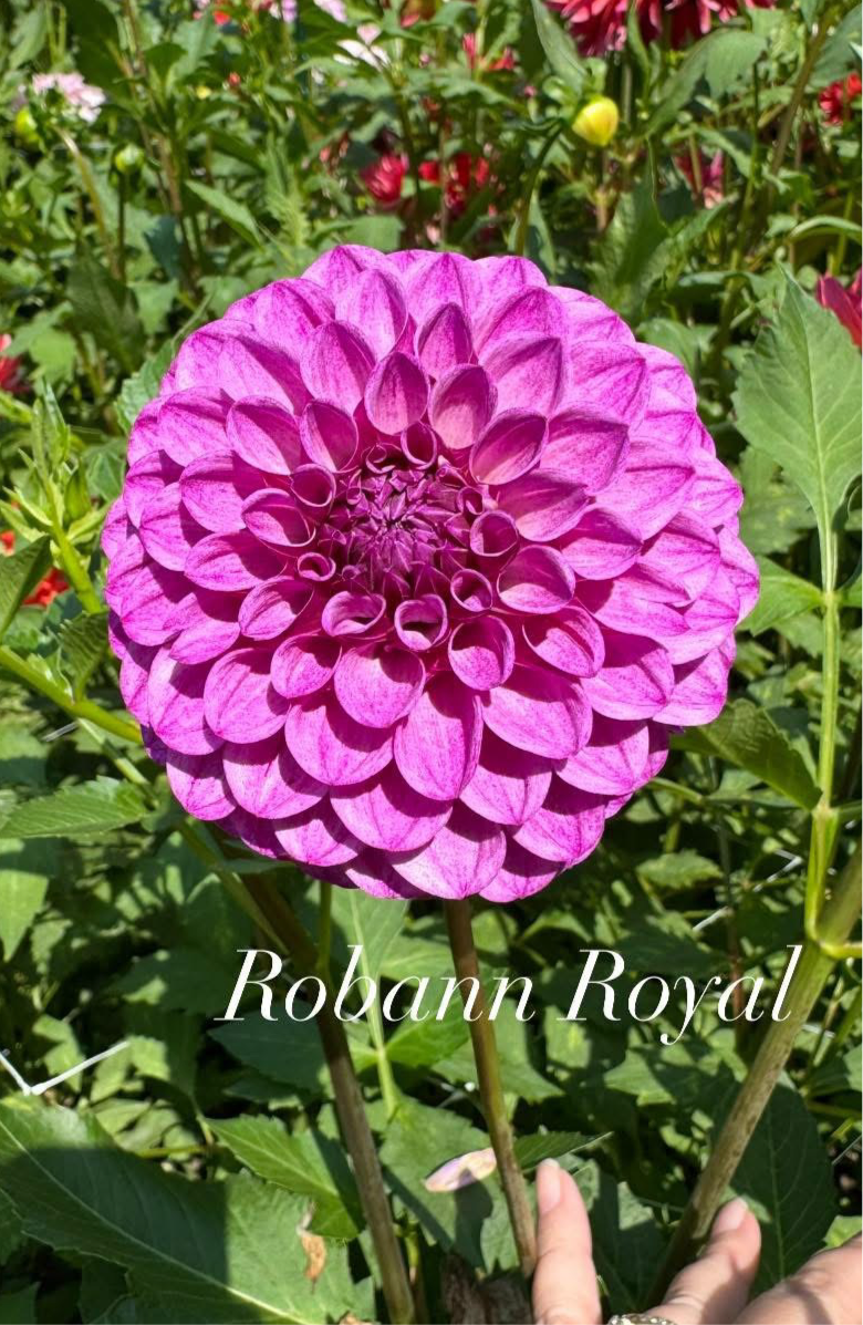 Robann Royal