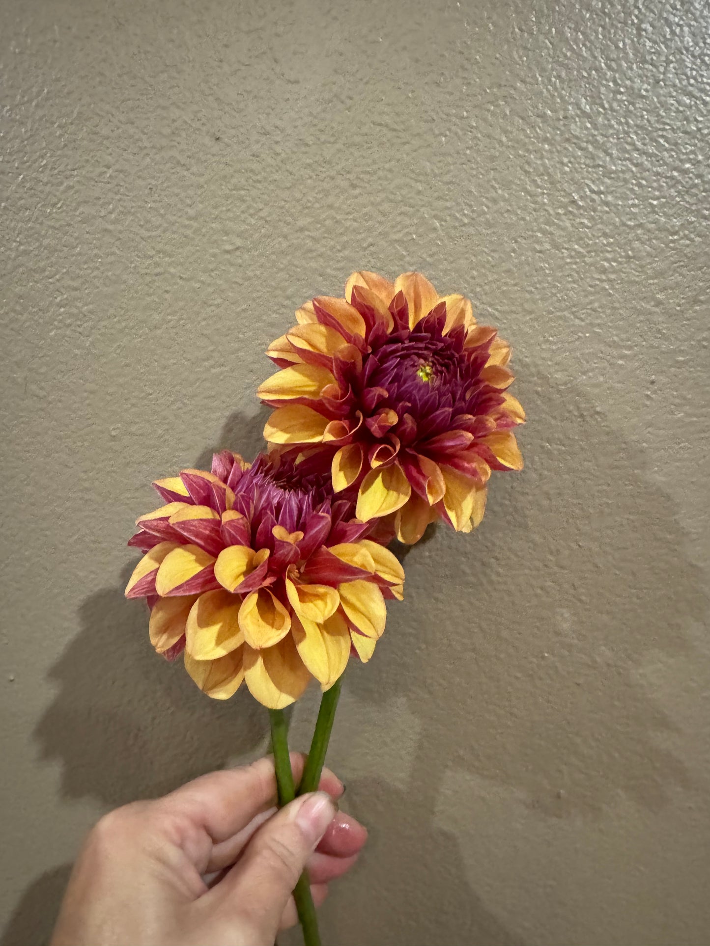 Lee’s Golden Raspberry