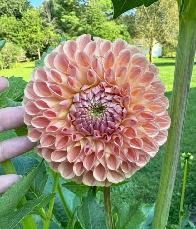 Clearview Peachy
