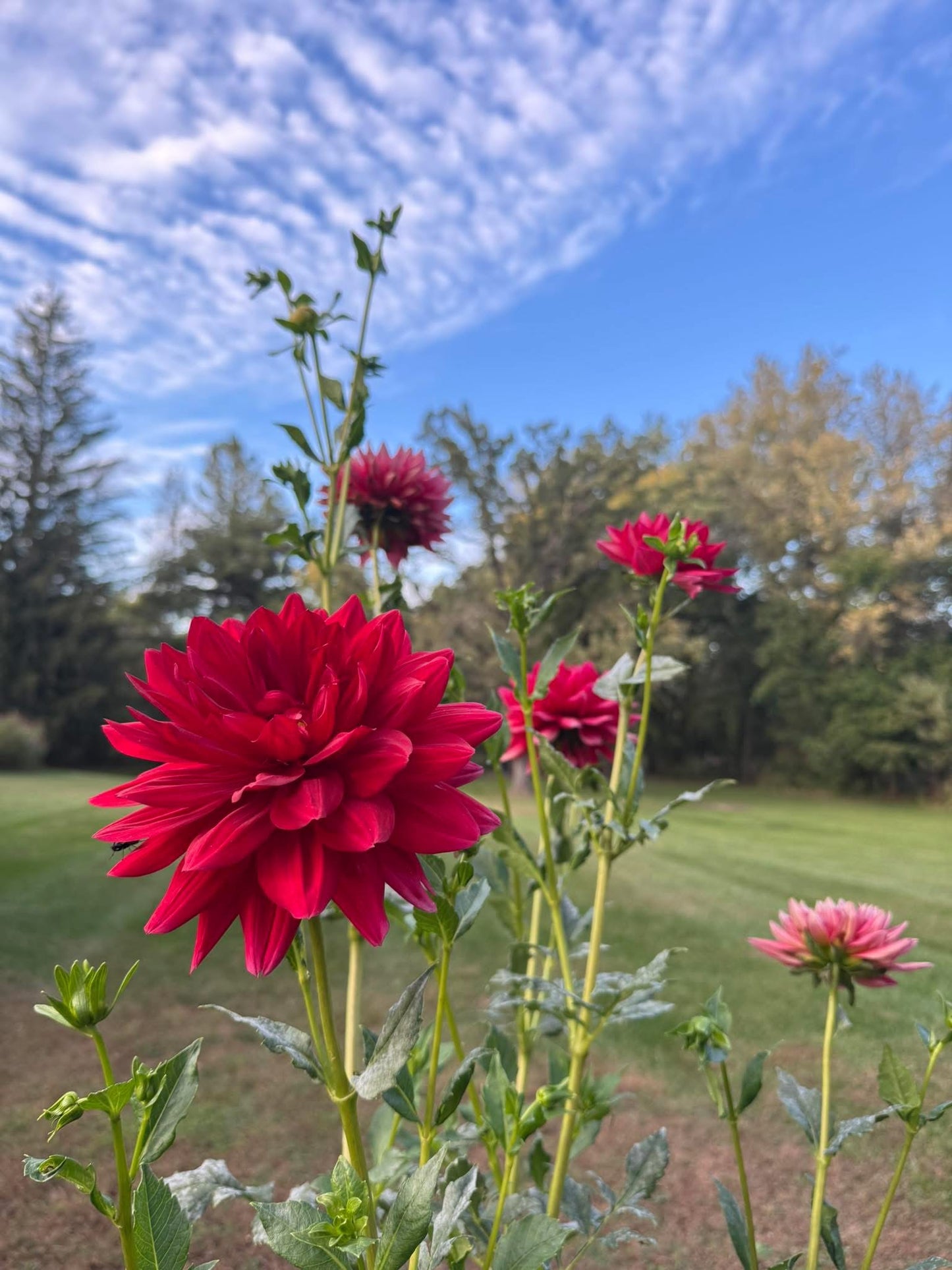 Hollyhill Red Funhouse