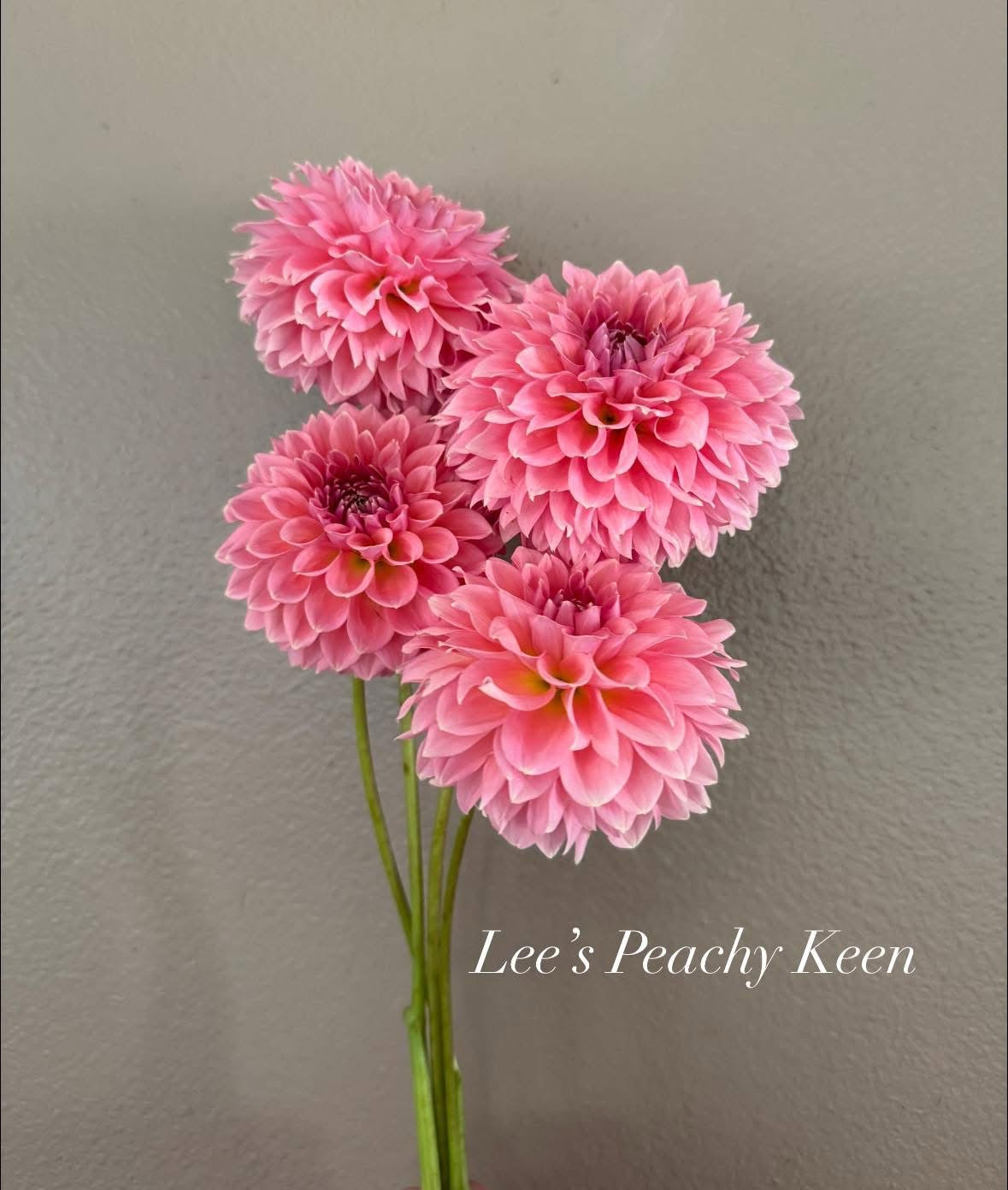 Lee’s Peachy Keen
