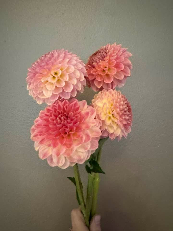 20th Ave Softer Peach