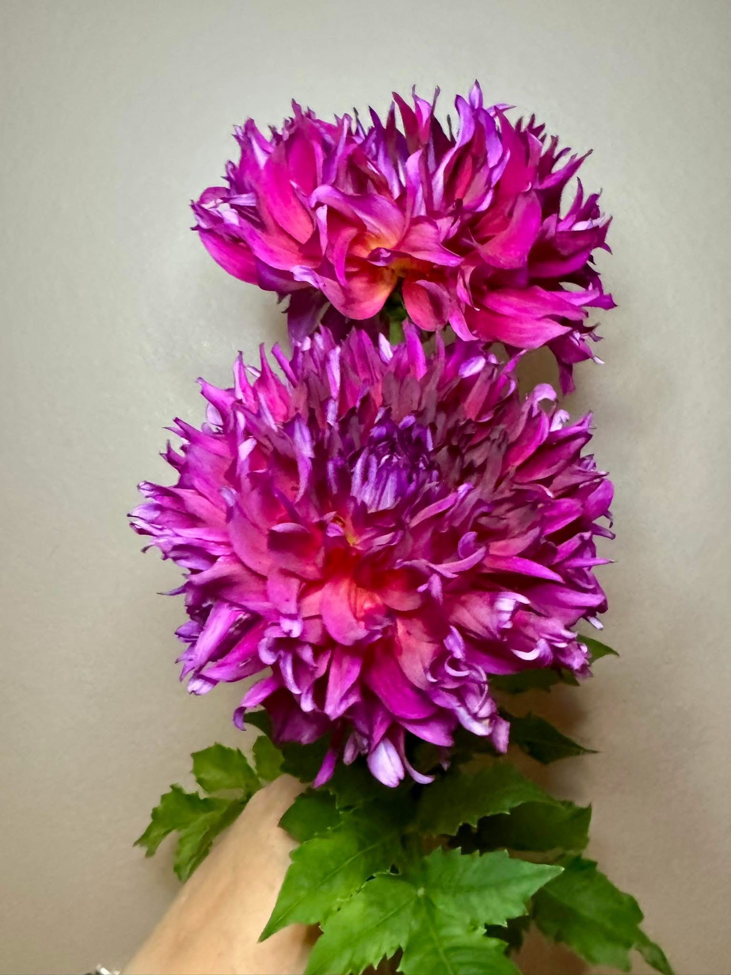 Elk’s Lips on Fire