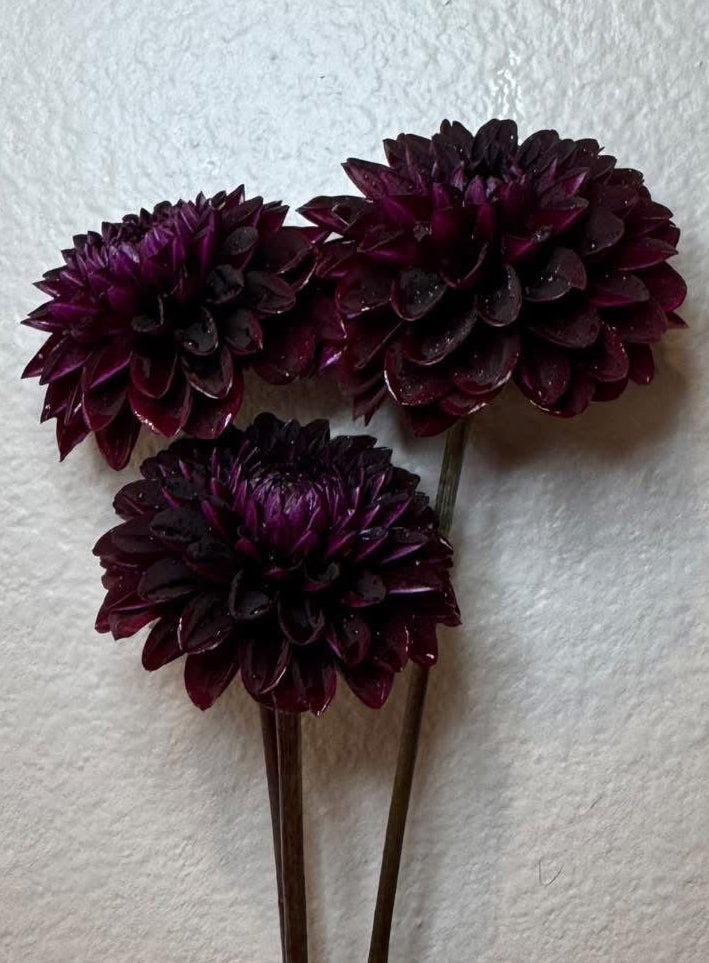 Kennedy Hill’s Black Kapps