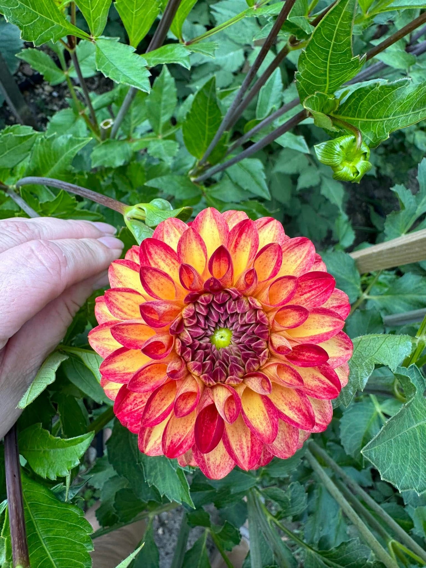 Tahoma Vivian