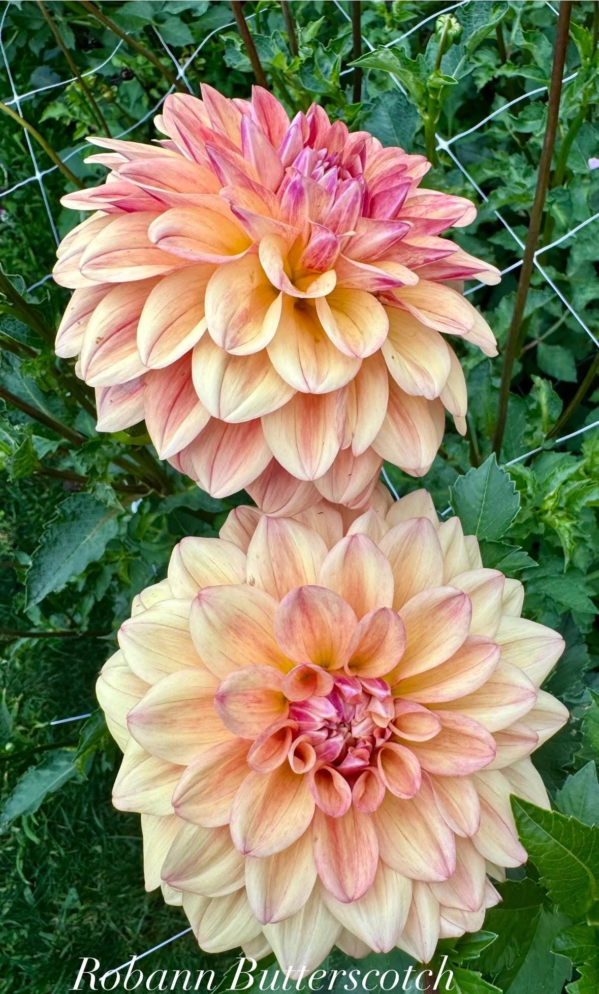 Robann Butterscotch