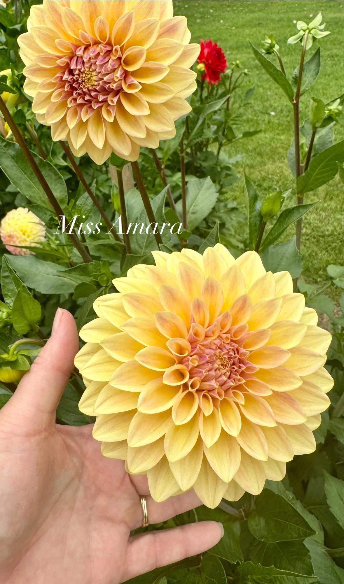 Miss Amara