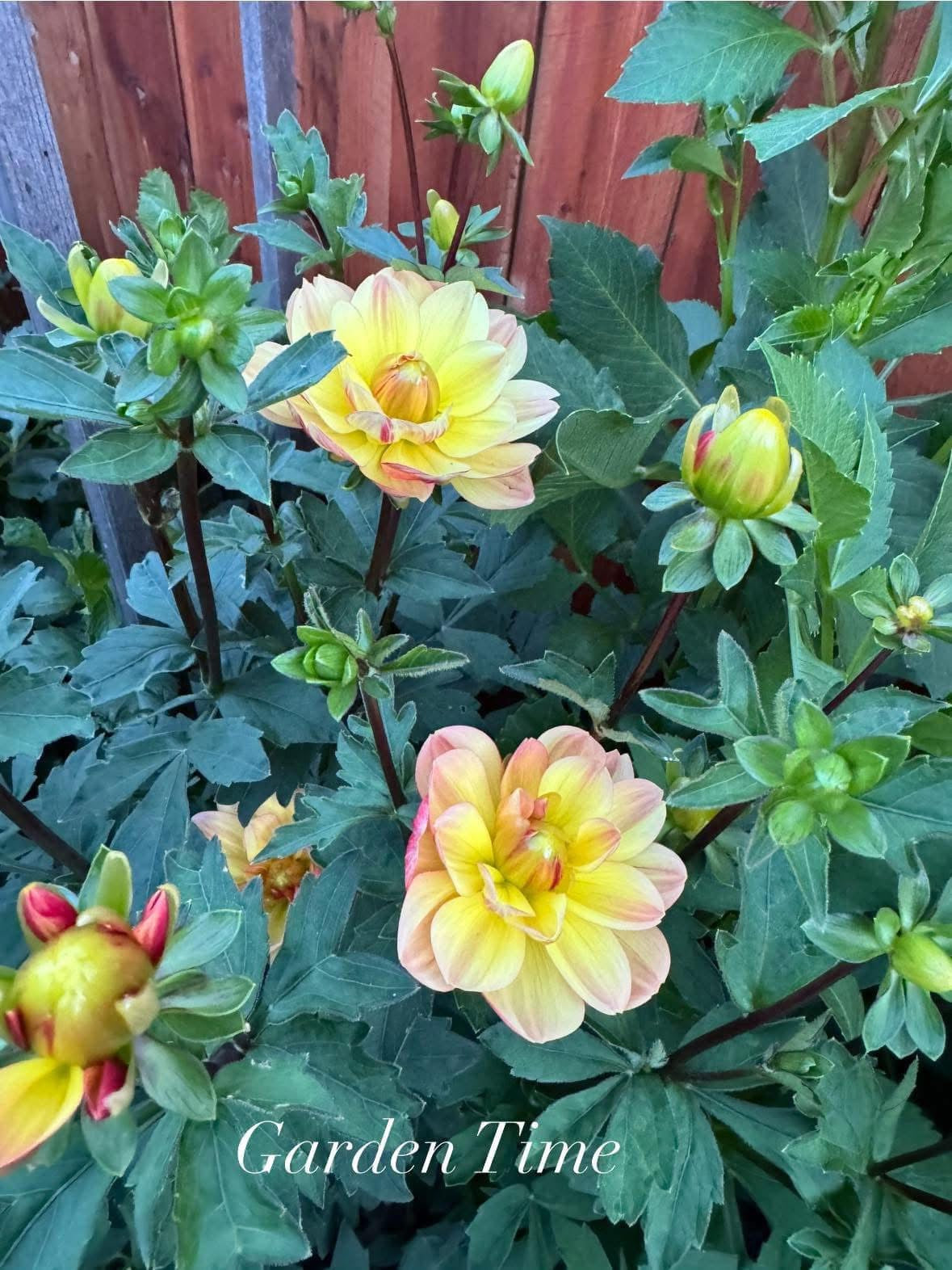 Garden Time