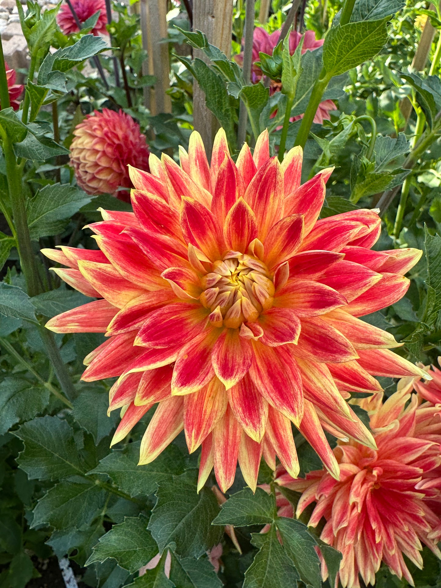 Ferncliff Fuego