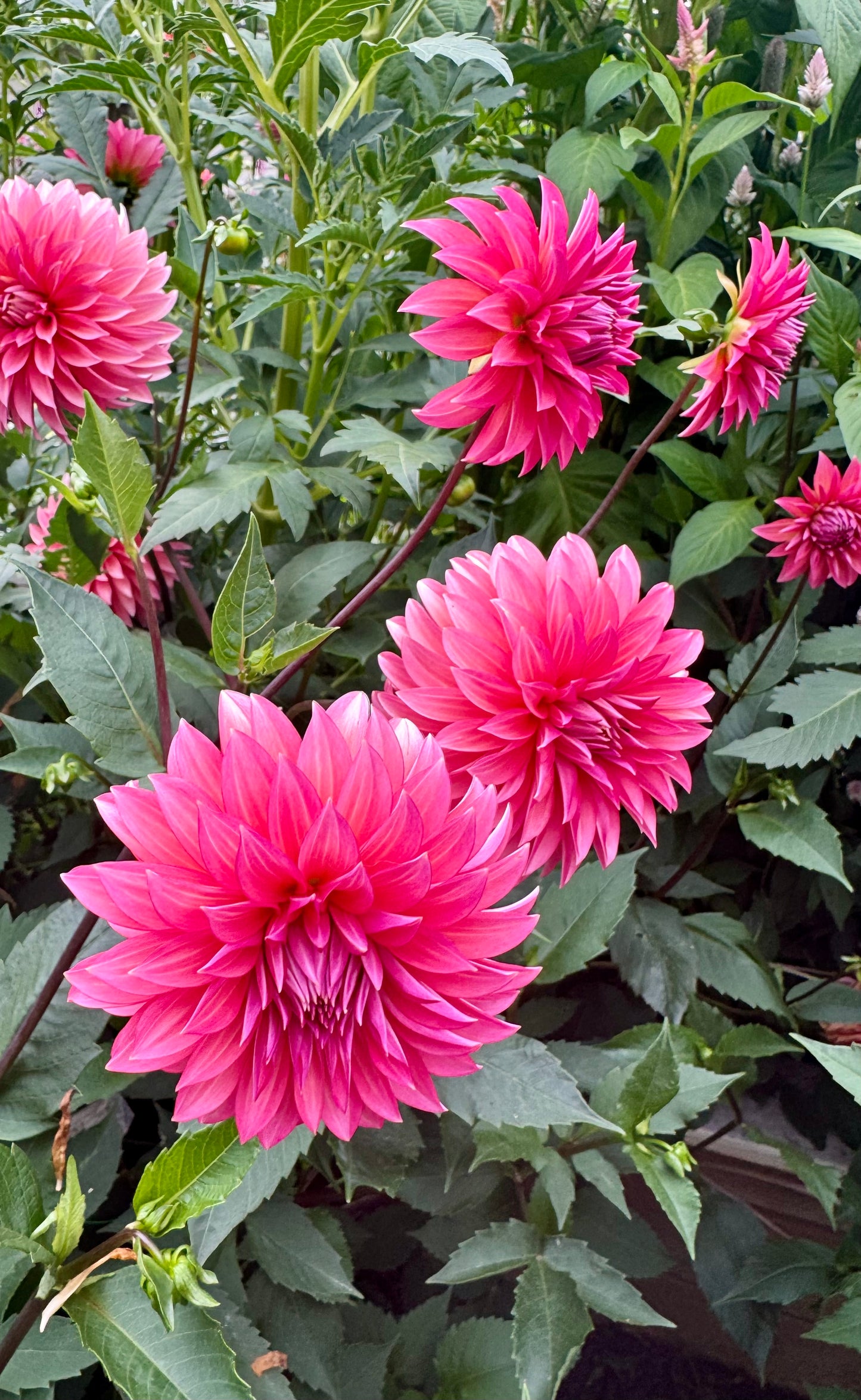 Sandia Ruthie