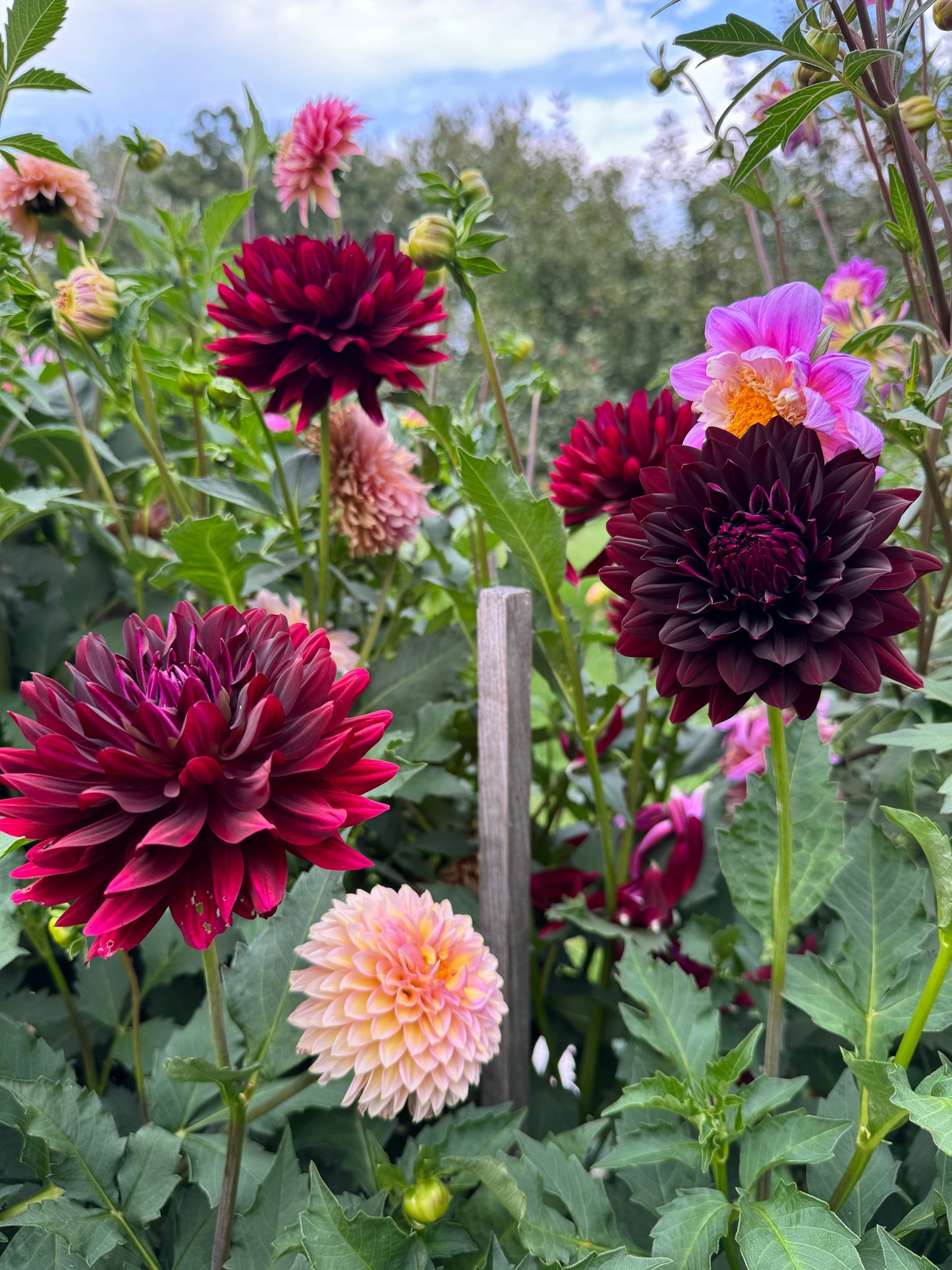 Hollyhill Black Beauty