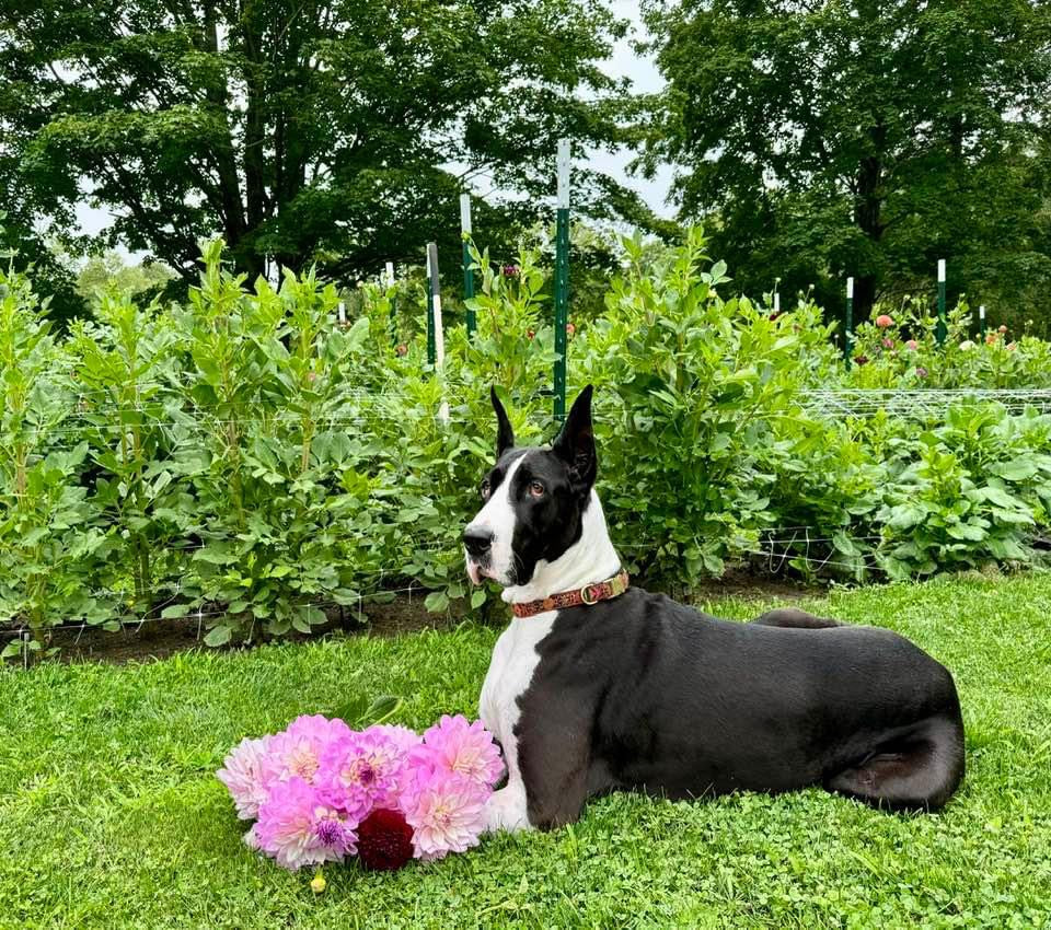 Great Dane with a bouquet of dahlias on a flower farm in waverly iowa
