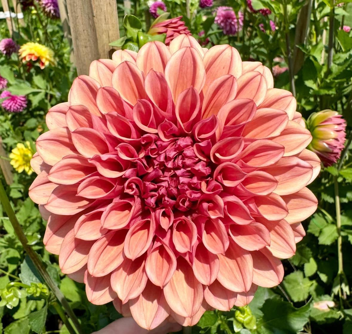 Dahlia variety on flower farm in iowa