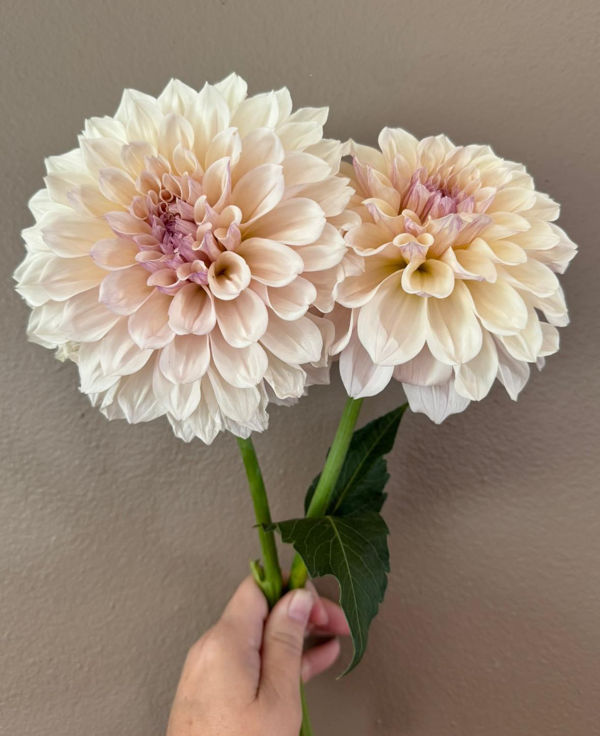 white dahlias with pink center