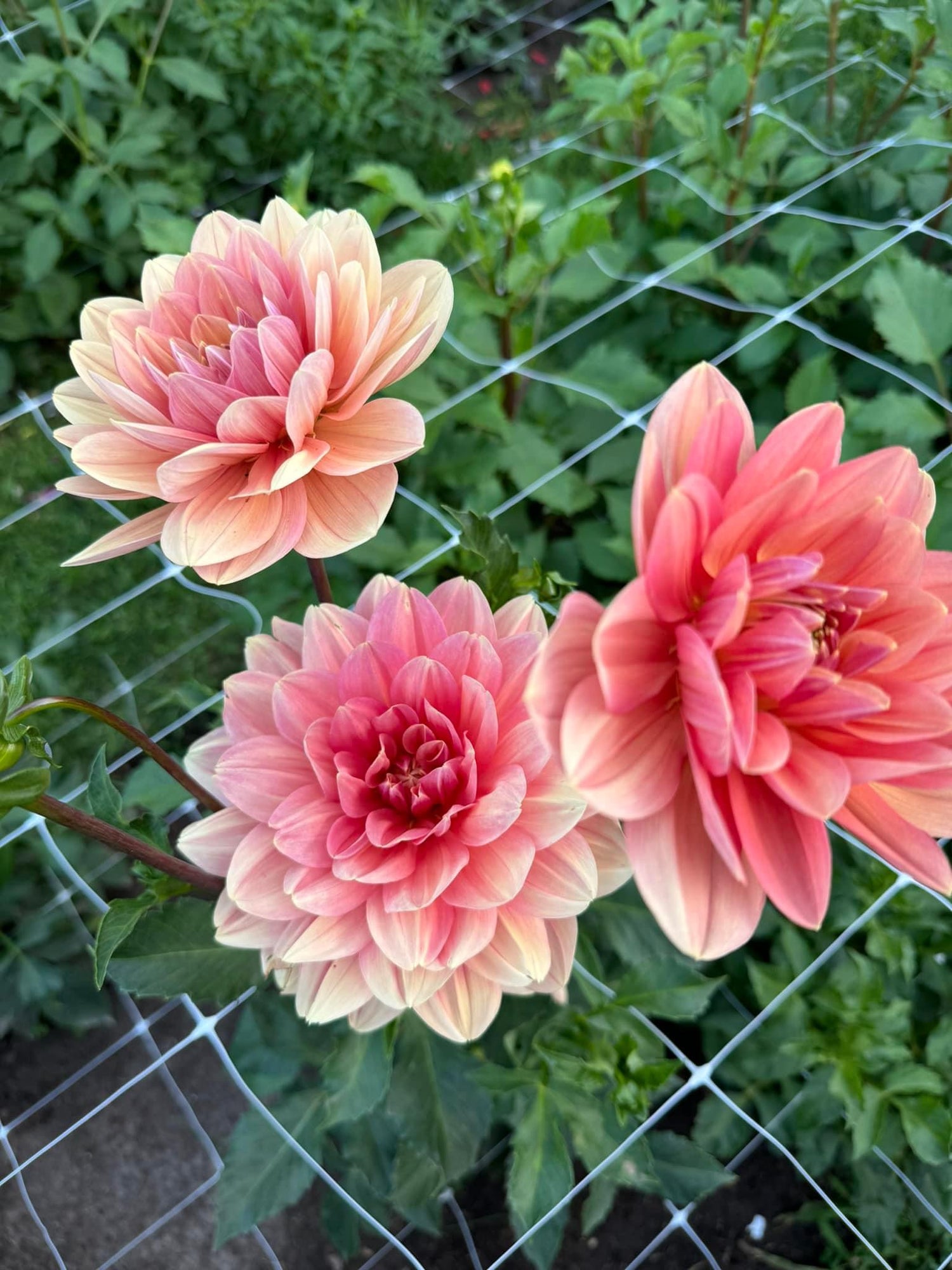 unique pink dahlia variety