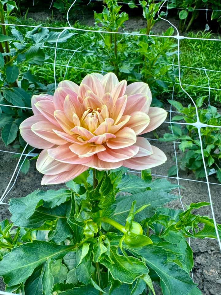 Dahlia growing on flower farm in northeast iowa