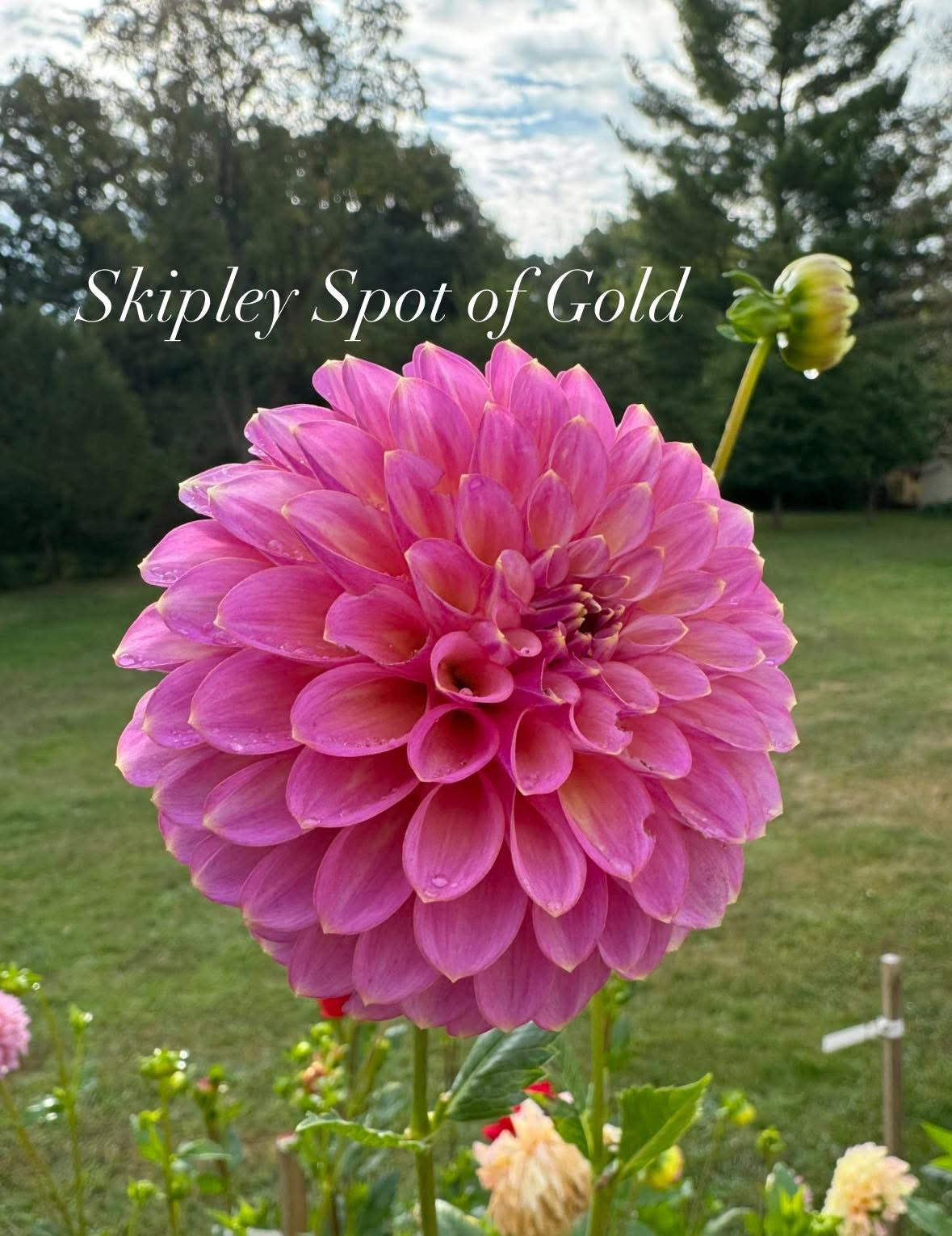 Skipley Spot of Gold