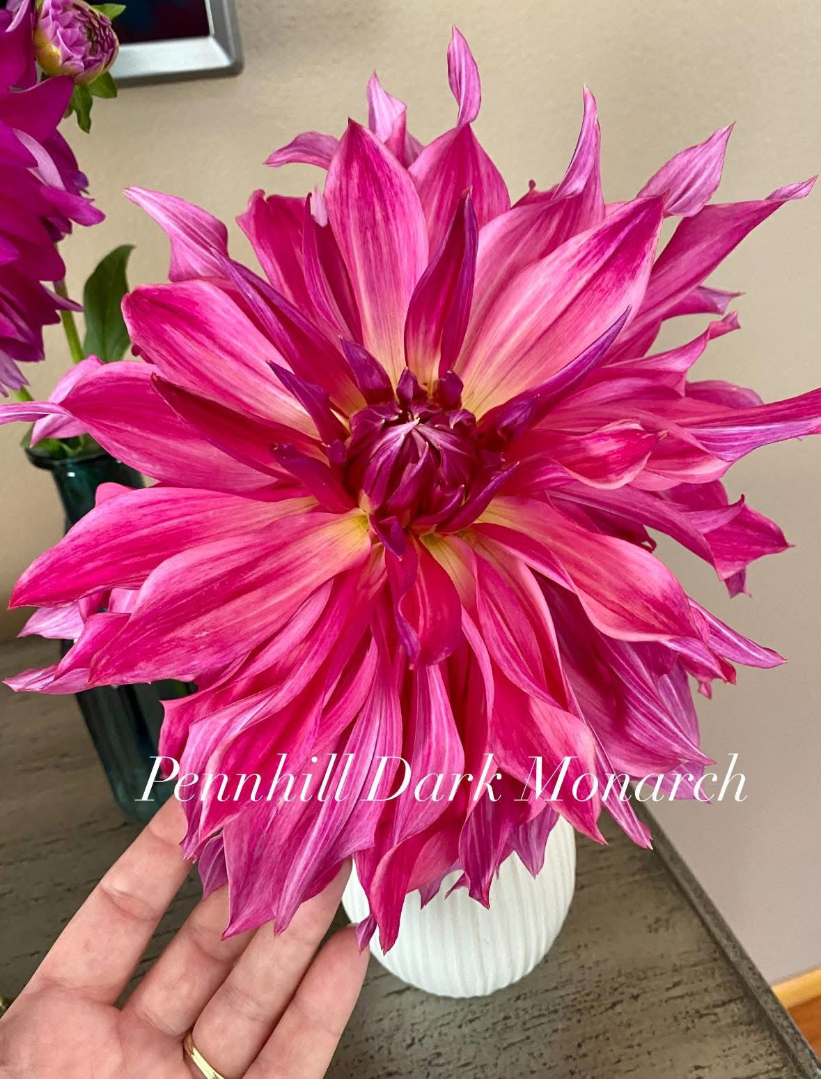 Penhill Dark Monarch