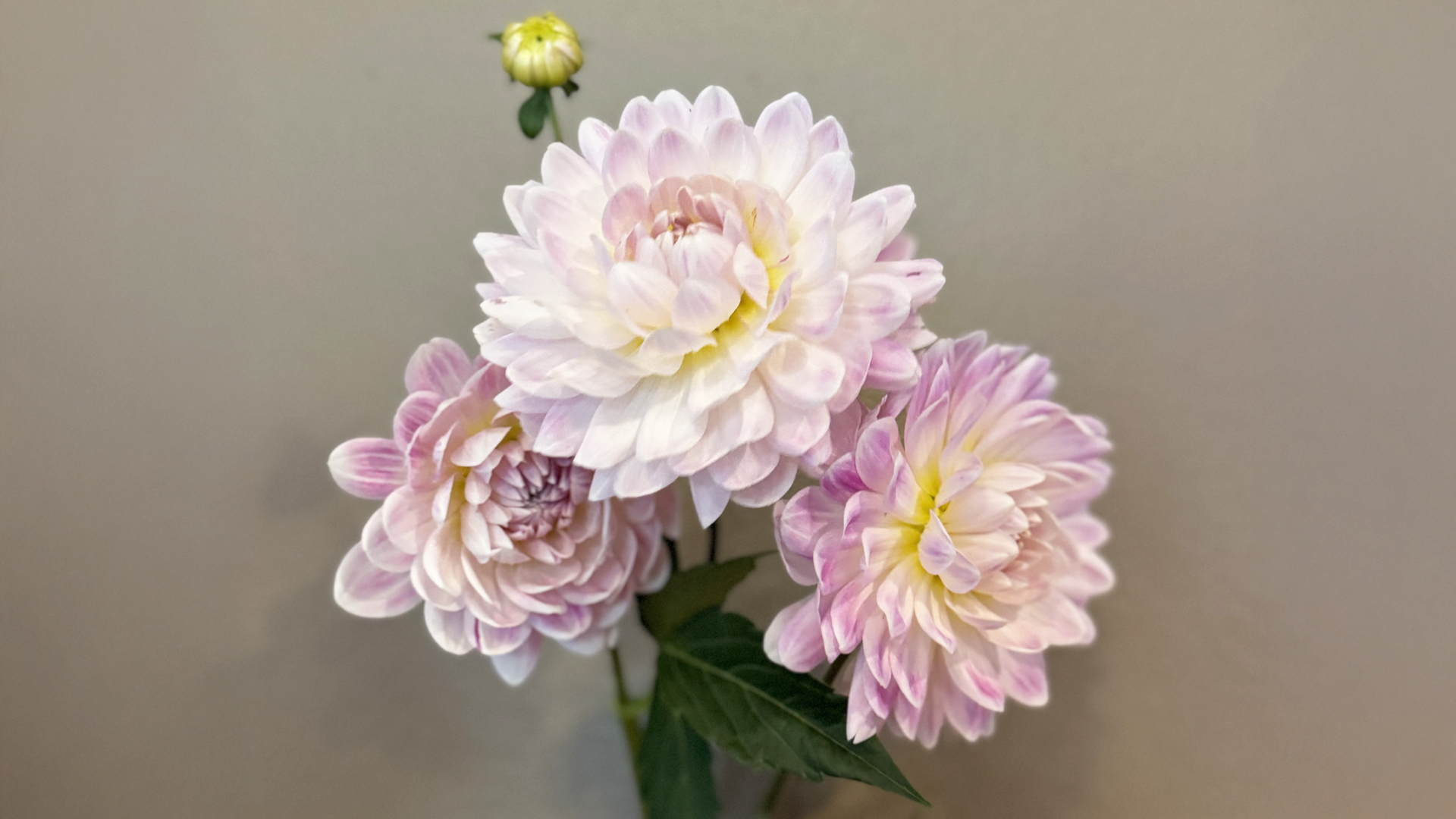 bouquet of pink and white dahlias in iowa