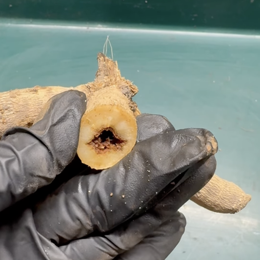 Why I Don’t Usually Keep the Mother Tuber