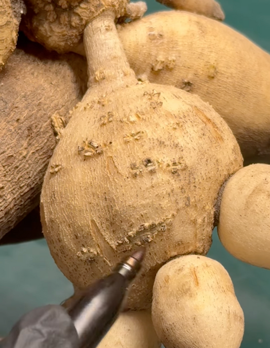 Understanding Dahlia Tuber Features: Lenticels, Feeder Tubers, Eyes & Mother Tubers