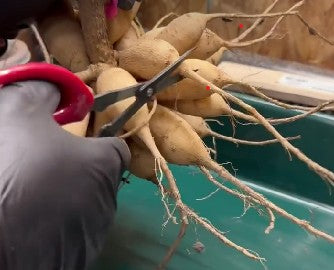 Dividing a Dahlia Tuber Clump