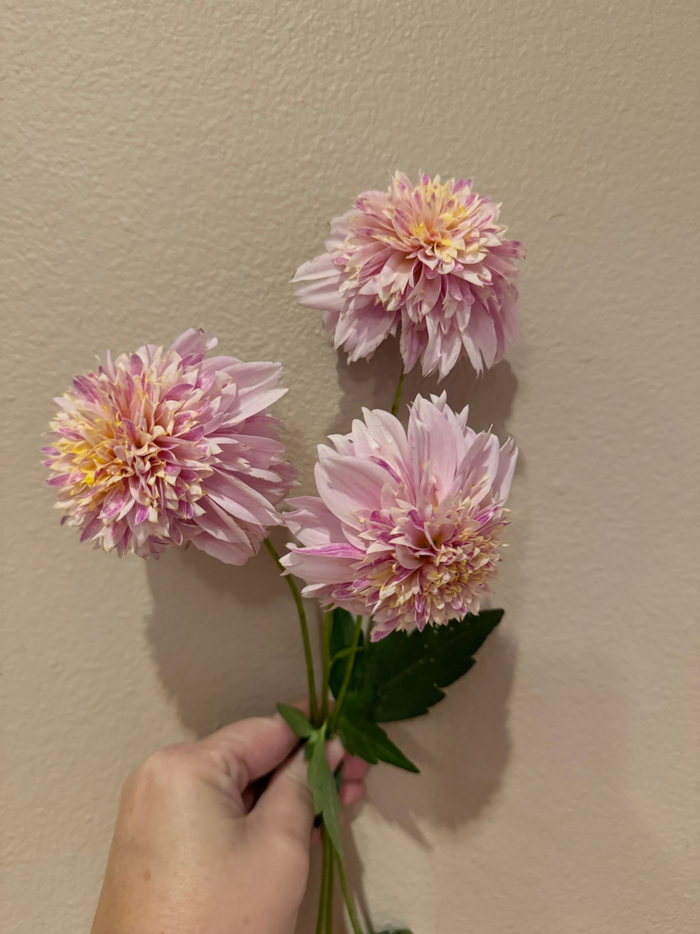 Can Can Girl Floret 3rd year seedling