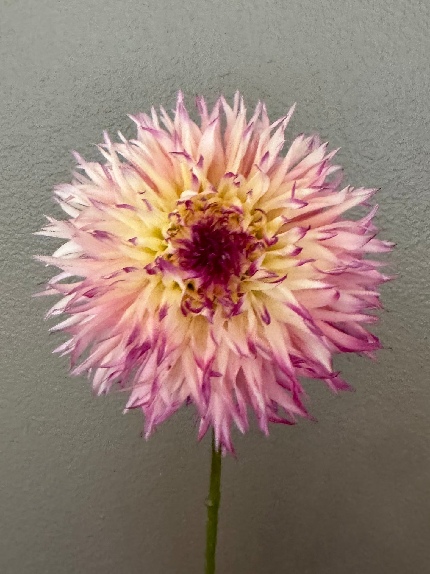 Pineland’s Princess