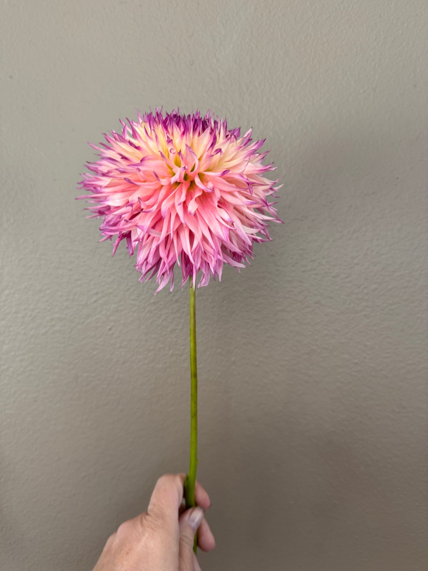 Pineland’s Princess